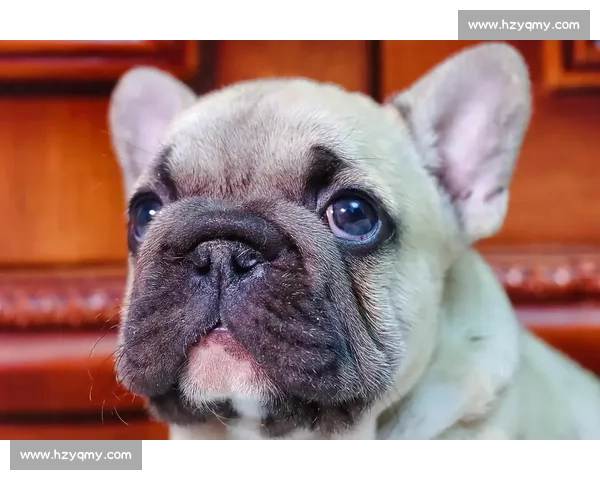 赛法斗：踢击独尊的优雅格斗艺术